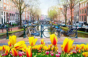 Tulips In Holland