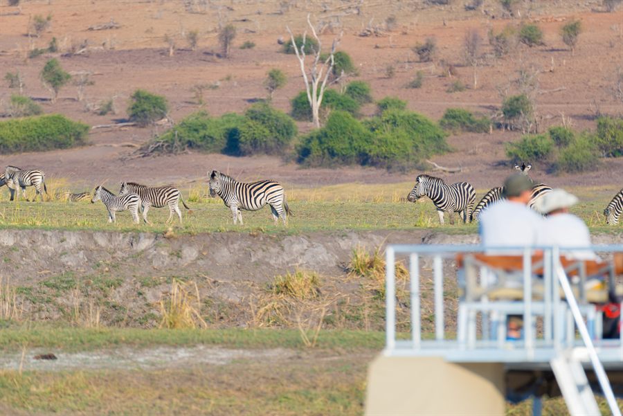 Travelers on a riverboat deck watching zebras